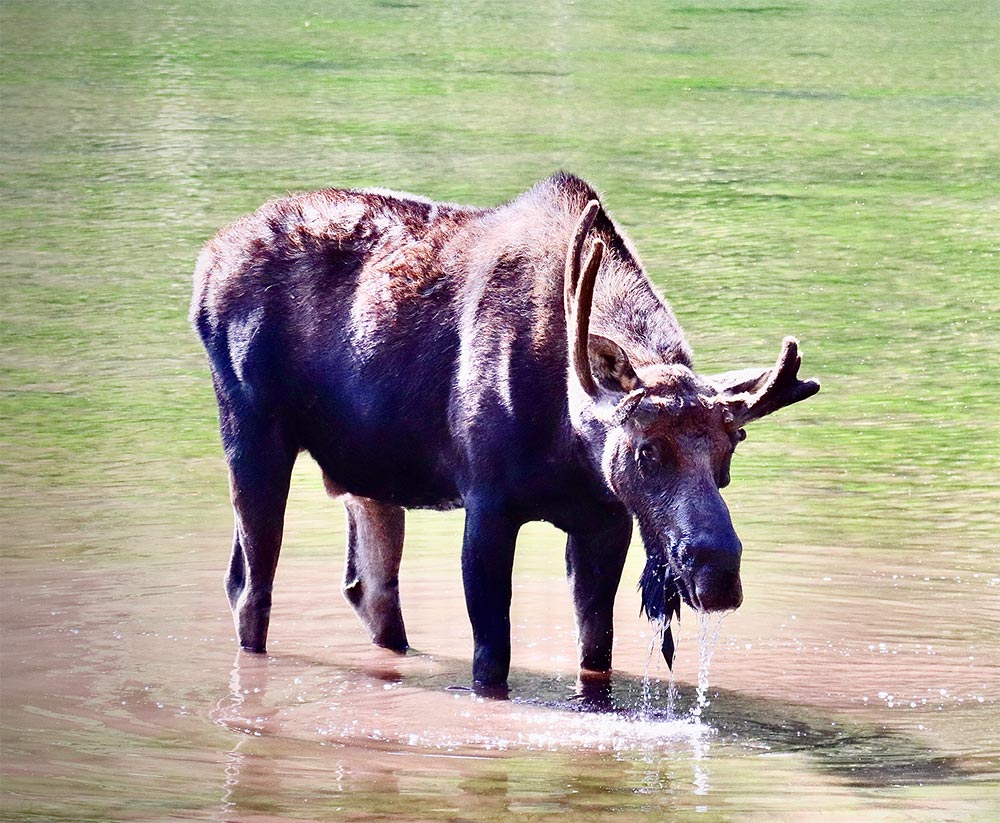 Moose grazing in Maroon Lake