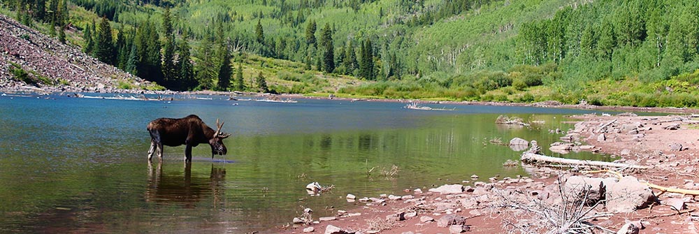 Moose drinking in a lake