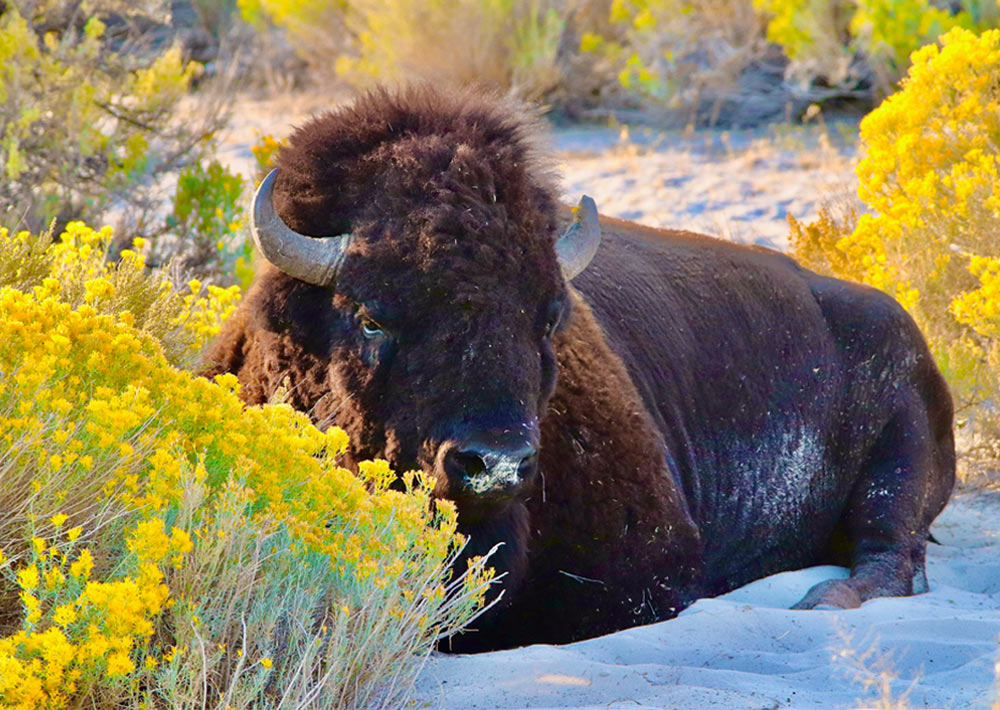 An American bison sitting in the sand