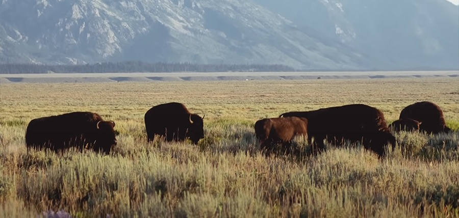 Buffalo in a field grazing