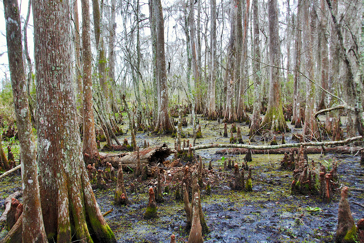 Cypress tree knees in the Barataria Preserve swampland