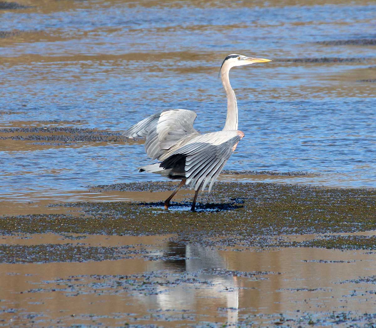 A Great Blue Heron wading through the wetlands at Bayour Segnette State Park