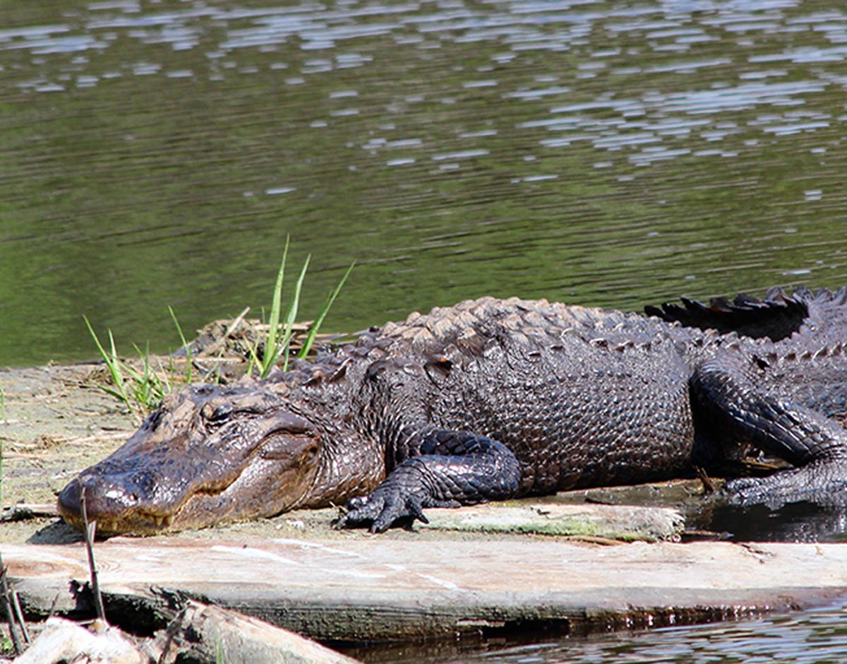 an alligator soaks up the sun on a rock in the middle of a river