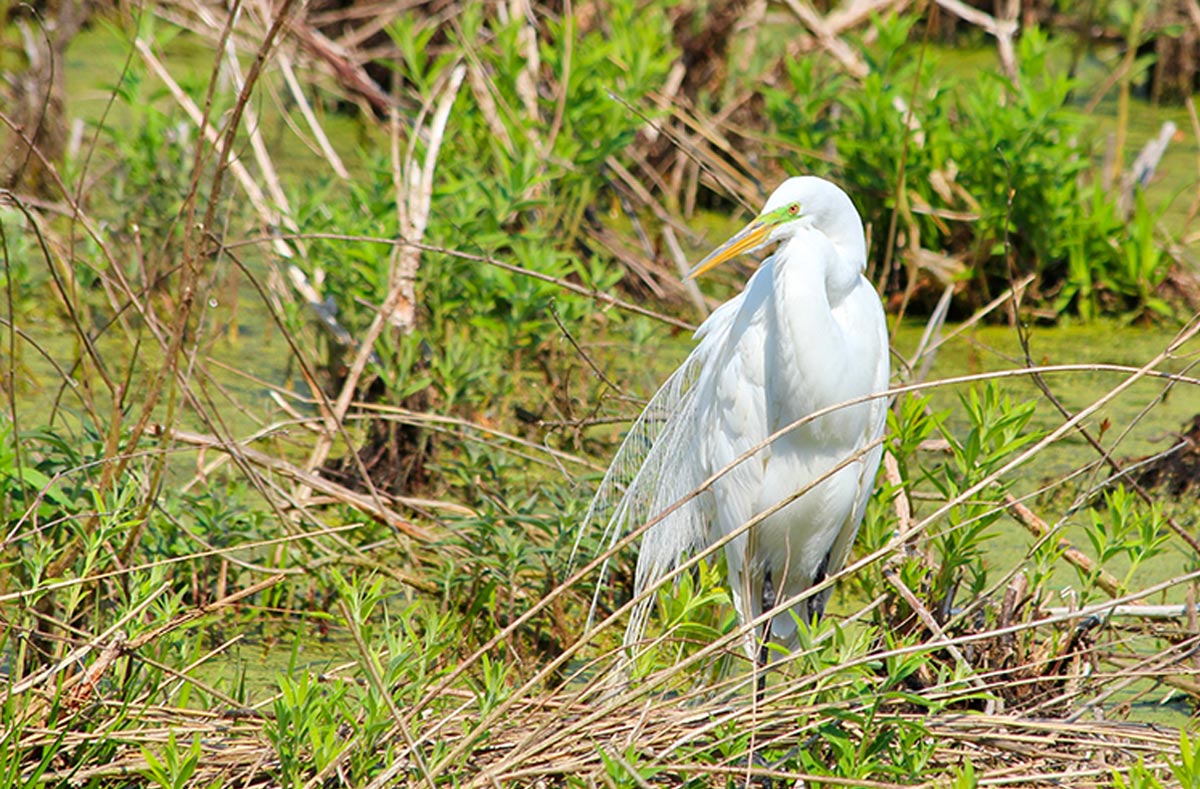 an egret stands in the middle of some brush