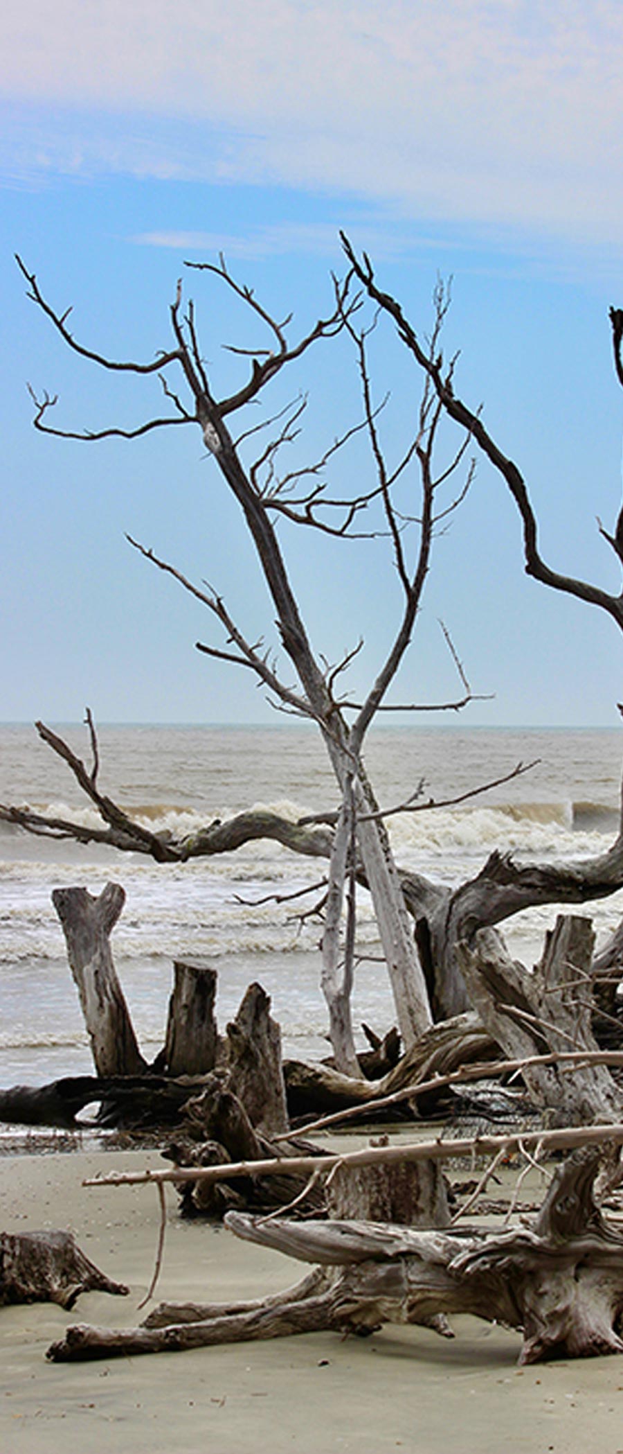driftwood sits on the beach with waves flowing in the background