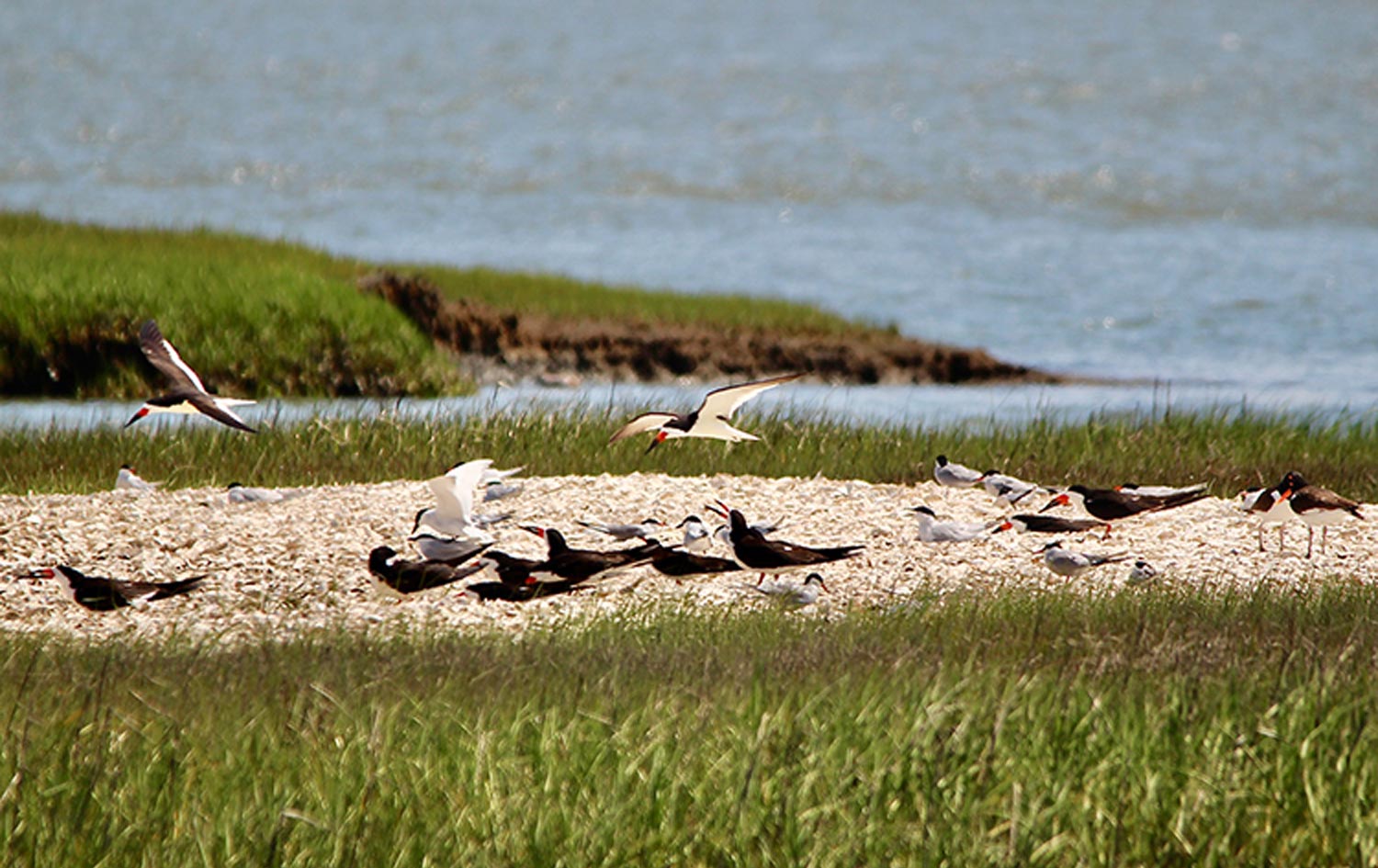 Caspian Terns, Black Skimmers and American Oyster Catchers enjoy the Assateague Island National Seashore
