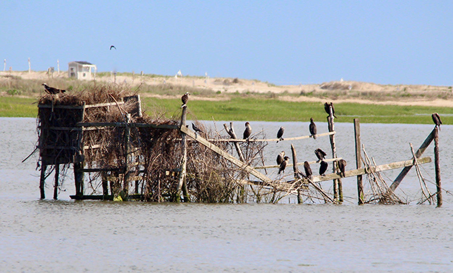 a gathering of Osprey and Cormorants