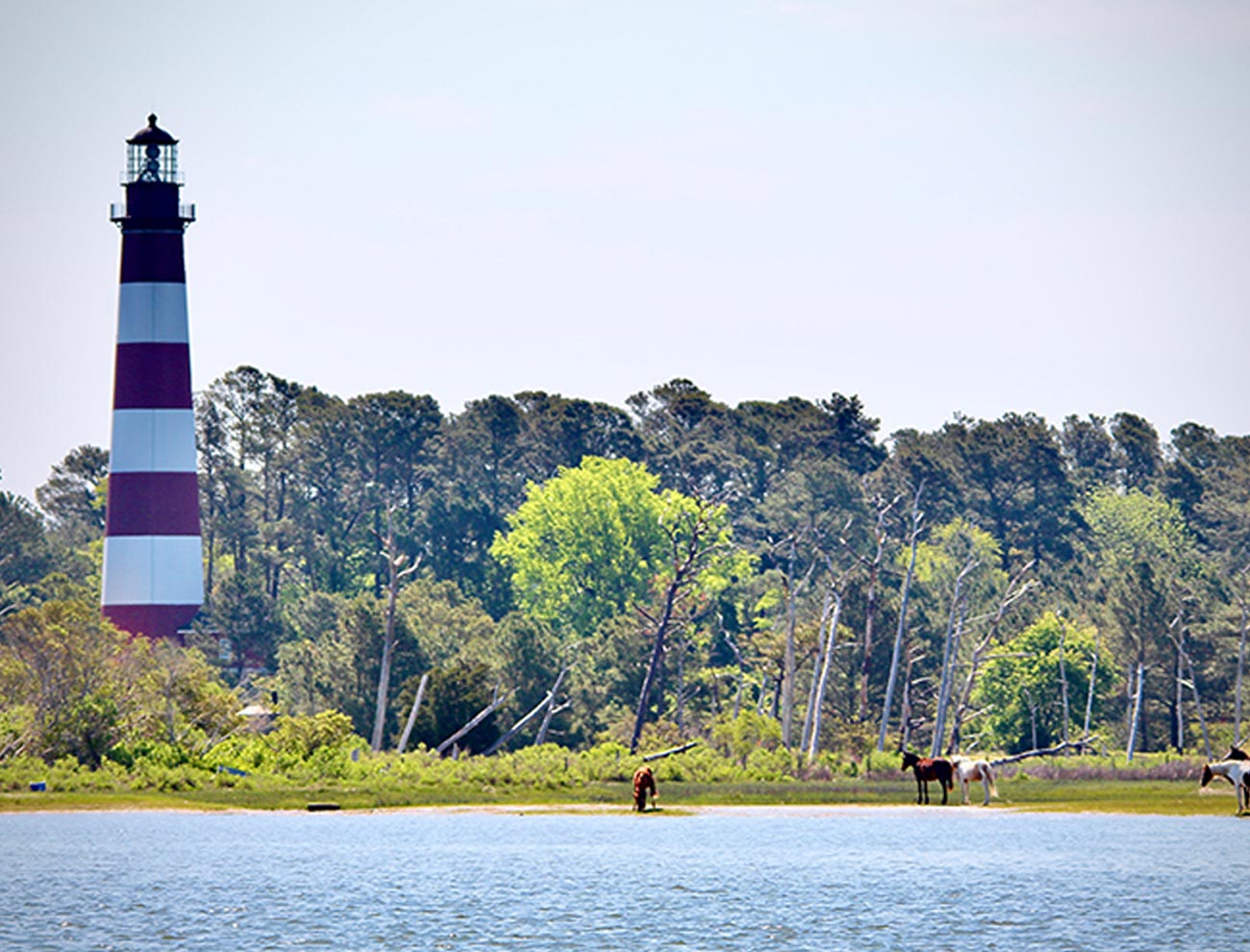 view of the Assateague Lighthouse
