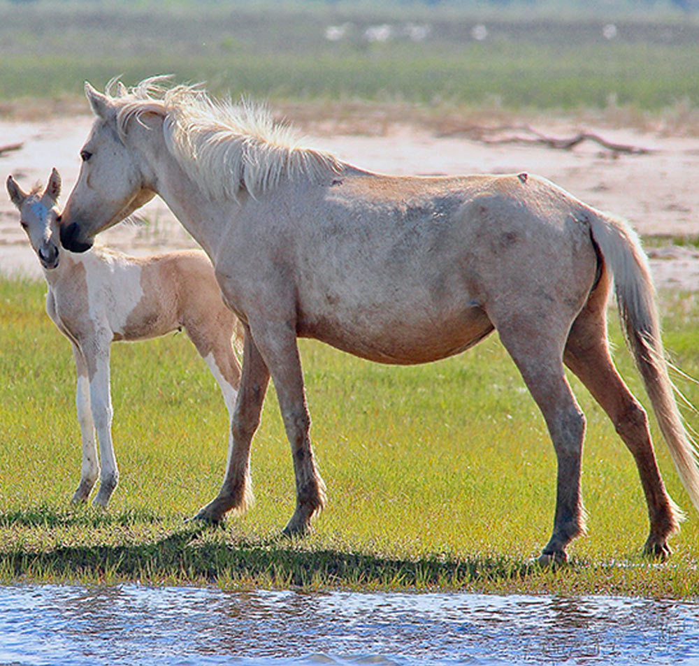 a Chincoteague pony and its foal