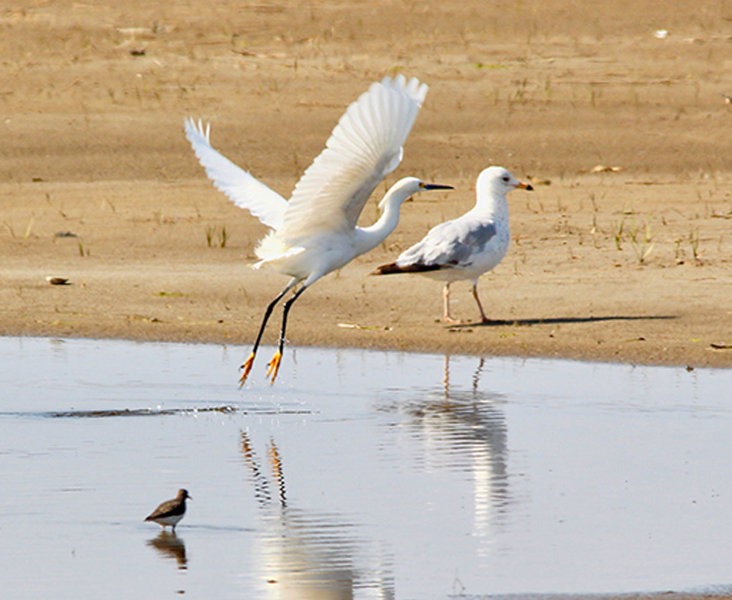 a Snowy Egret takes flight in front of a Ring-Billed Gull (background) and a tiny Piping Plover (foreground)
