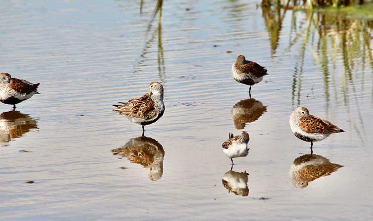 Sandpipers relax along the shores of Chincoteague’s National Wildlife Refuge