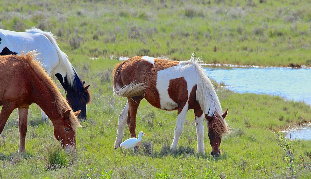 feral horses graze on the Assateague Island National Seashore