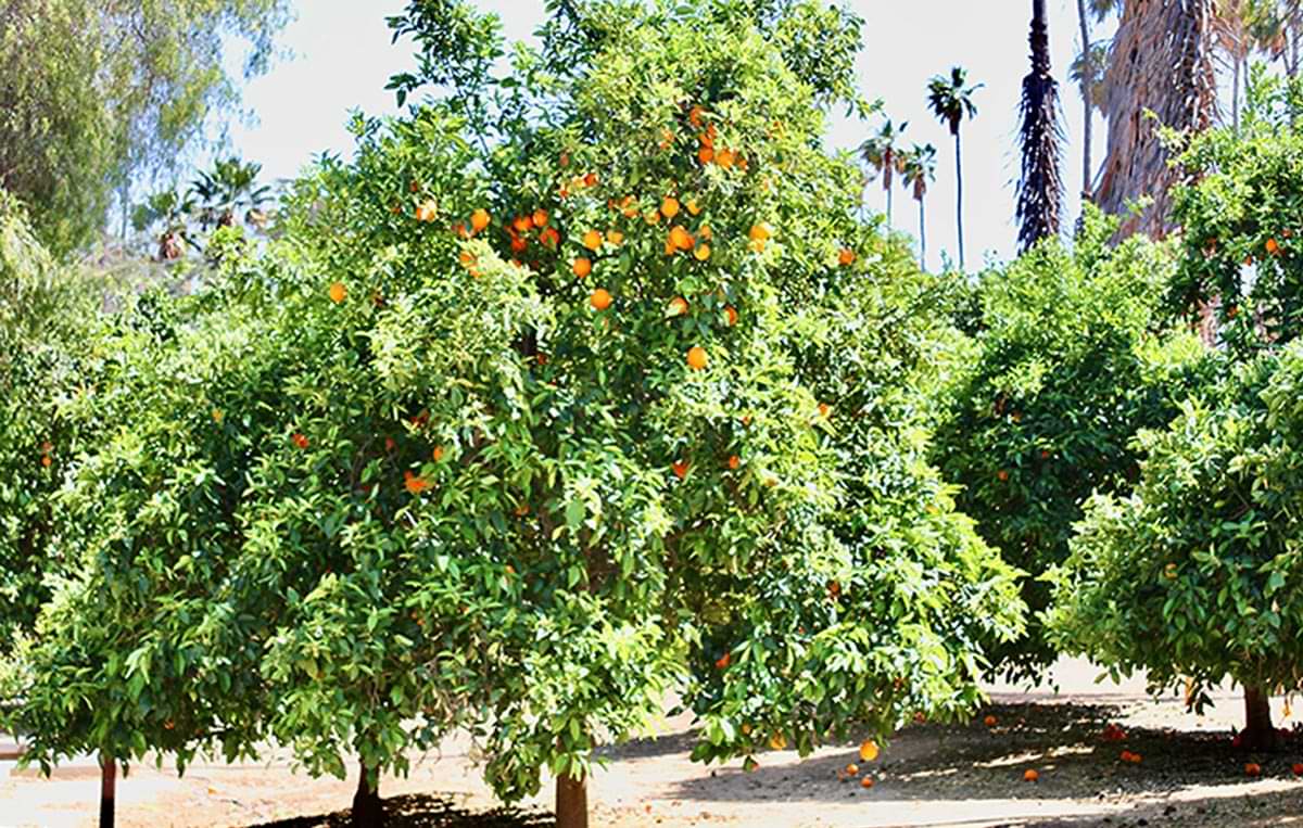 an orange tree in a grove in Redlands, California