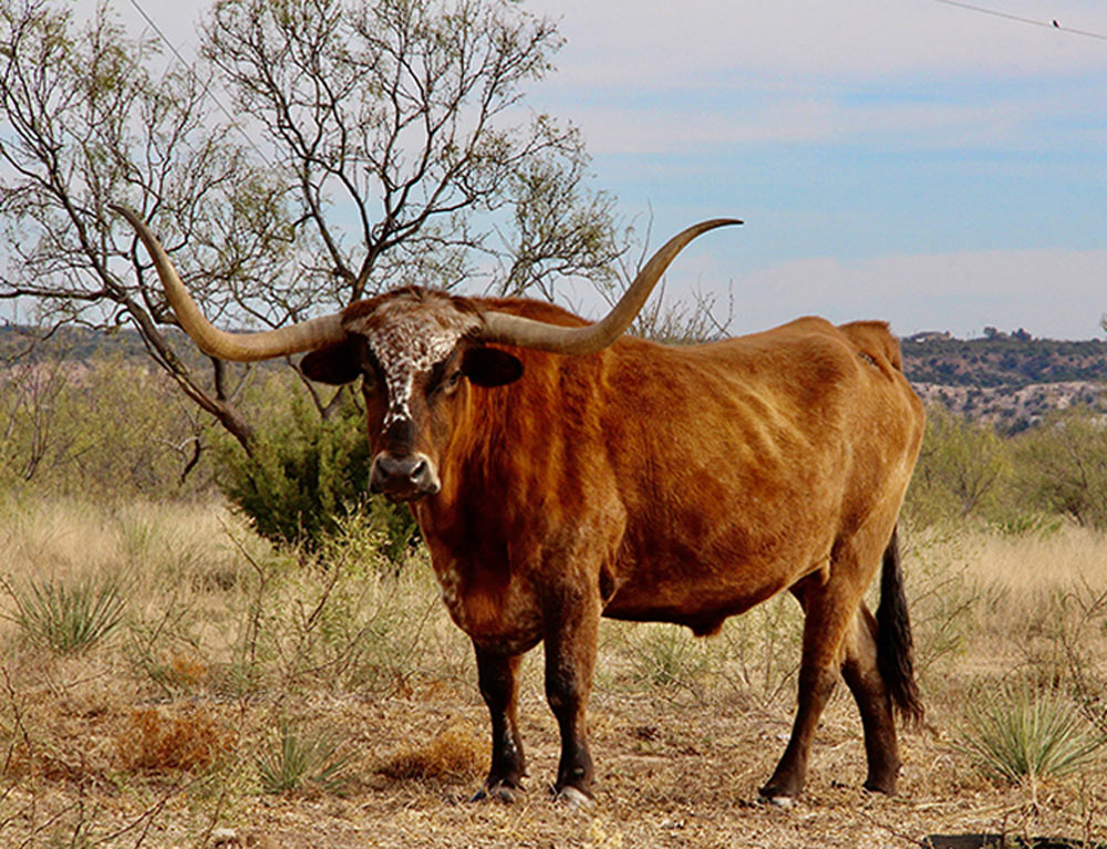 a Texas longhorn