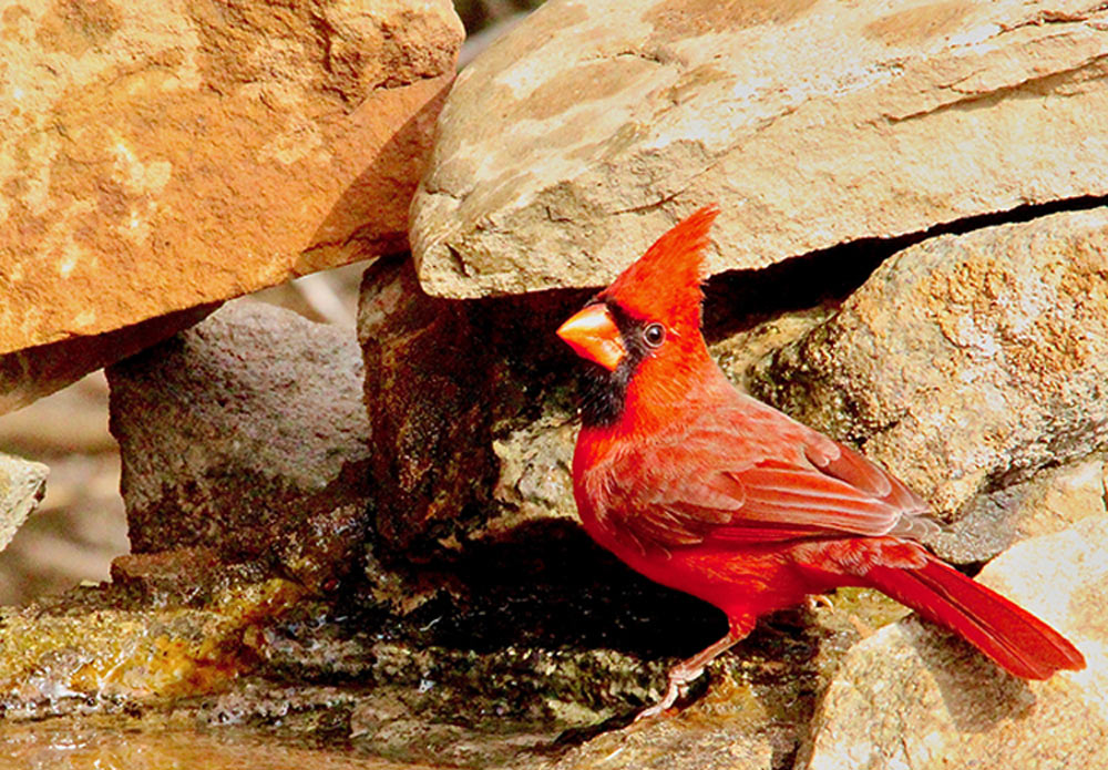 a male Cardinal spotted through a bird blind