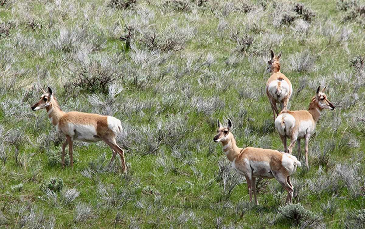 a small group of Pronghorn Antelope roam through Benton Lake National Wildlife Refuge