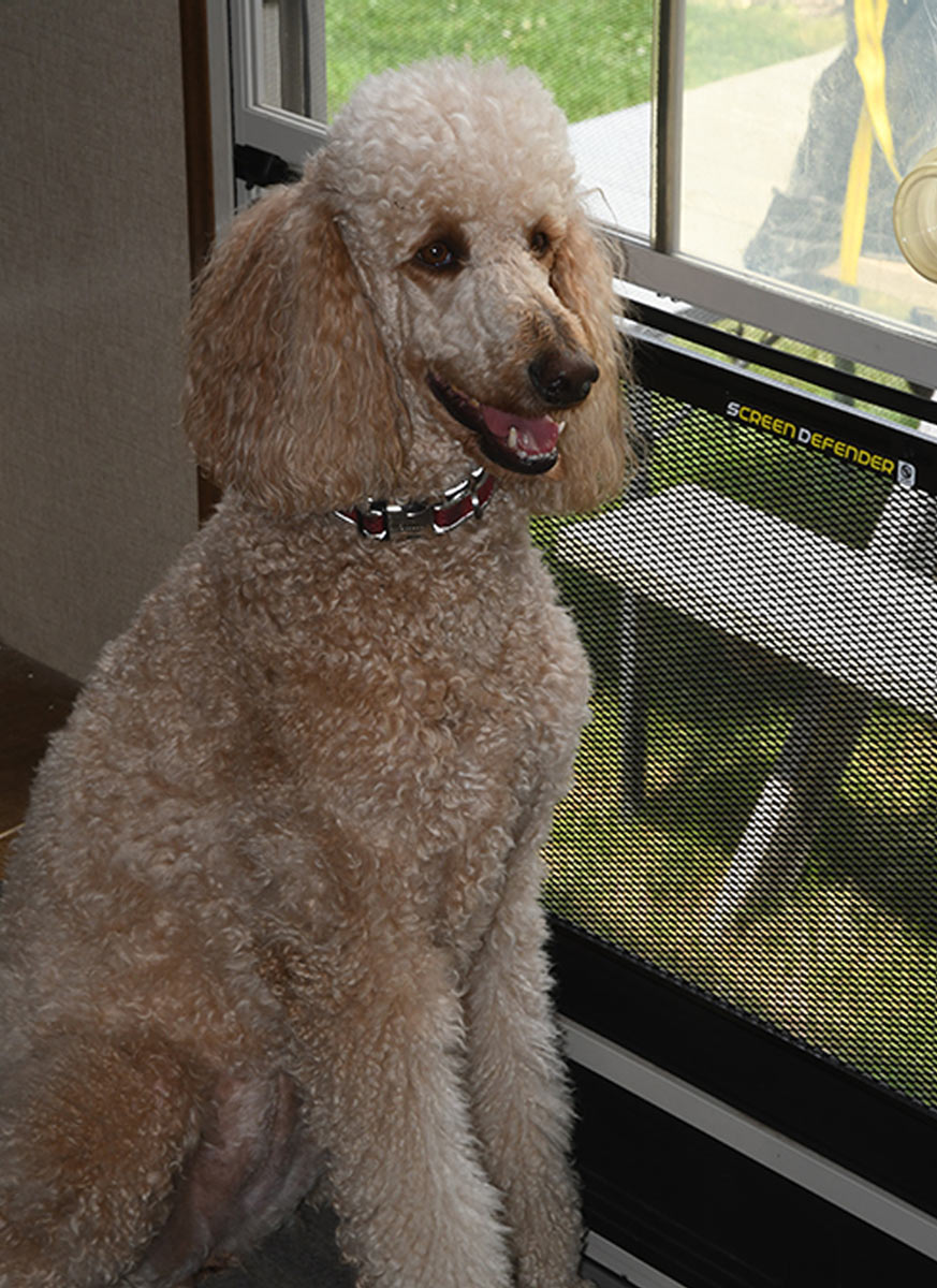 a standard poodle sits at a fence guarded window