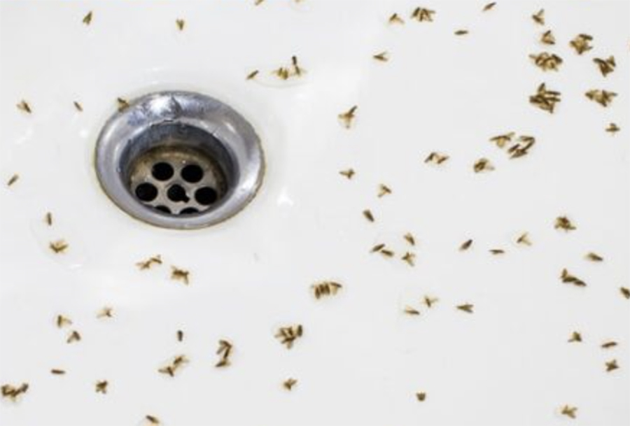 Picture of a sink with dead bugs